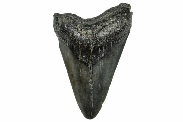 Bargain, Fossil Megalodon Tooth - South Carolina #297496